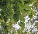 Betula ermanii. Верхушки веточек (видна абаксиальная поверхность листьев). Москва, ГБС РАН, дендрарий. 29.08.2021.