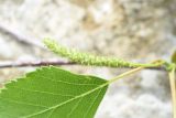 Betula pendula. Соплодие и часть листа. Республика Ингушетия, Джейрахский р-н, окр. урочища Оасег, высота ок. 1860 м н.у.м., край леса, берег ручья. 18 июня 2022 г.