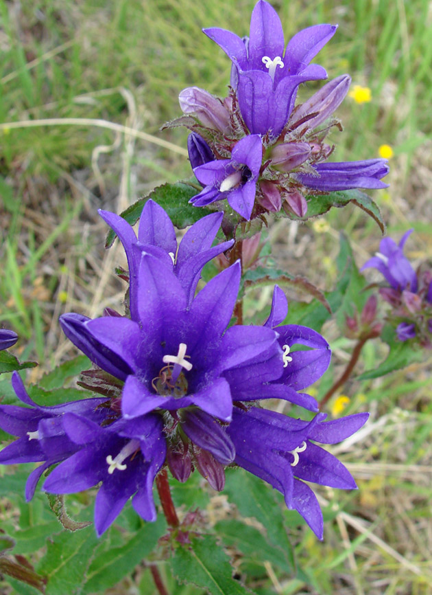 Изображение особи Campanula glomerata.