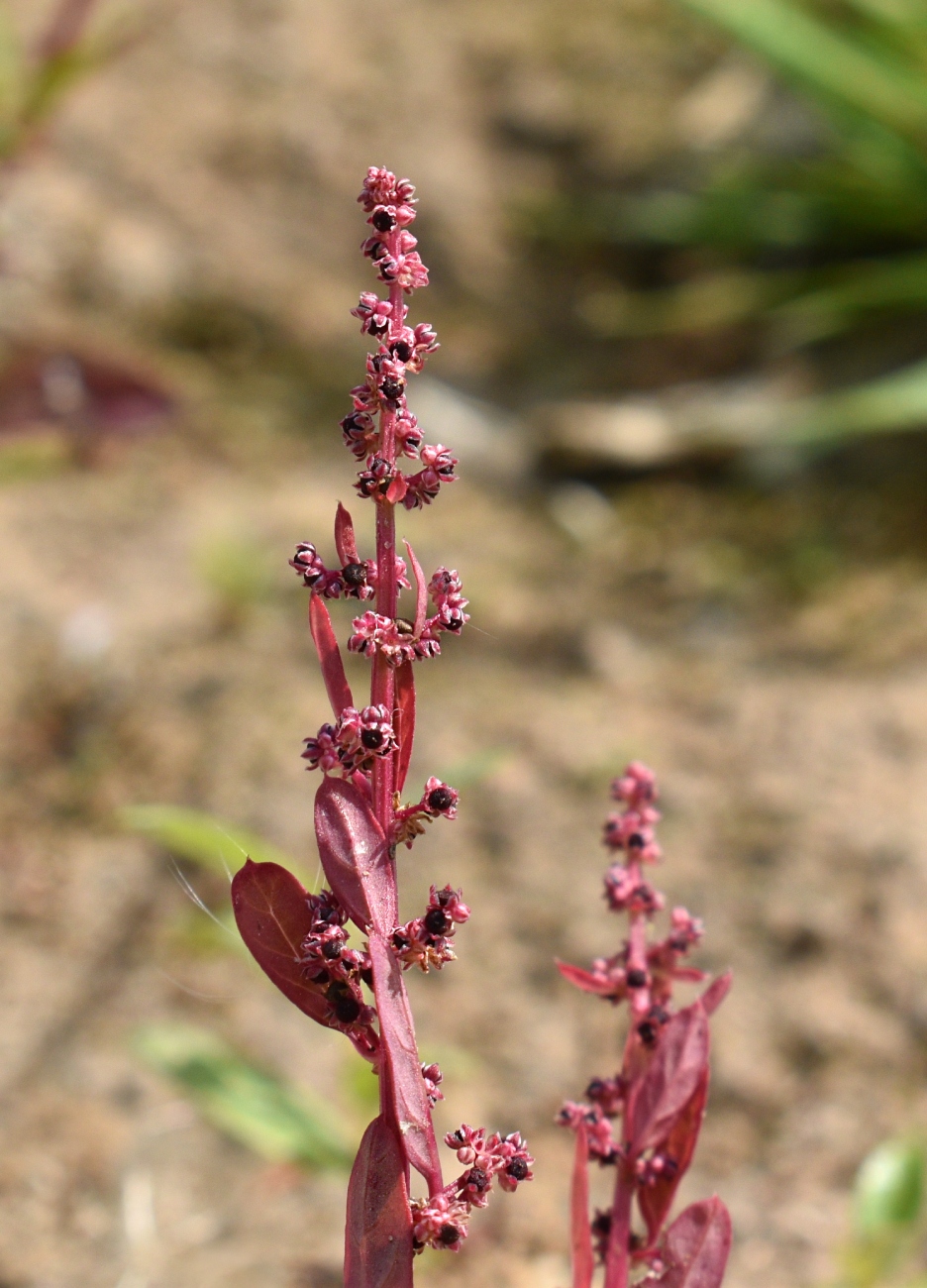 Изображение особи Lipandra polysperma.