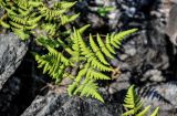 Gymnocarpium dryopteris