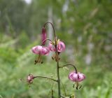 Lilium pilosiusculum. Верхняя часть соцветия. Челябинская обл., Верхнеуфалейский гор. округ, гора Аракуль, западная часть Среднего Шихана, берёзовый лес, поляна. 2 июля 2023 г.