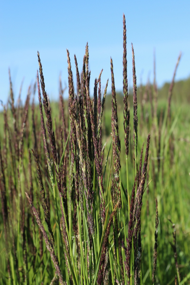 Изображение особи Calamagrostis groenlandica.