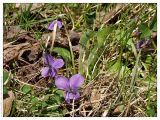 Viola hirta. Цветущее растение. Республика Татарстан, Верхнеуслонский район, 08.05.2004.