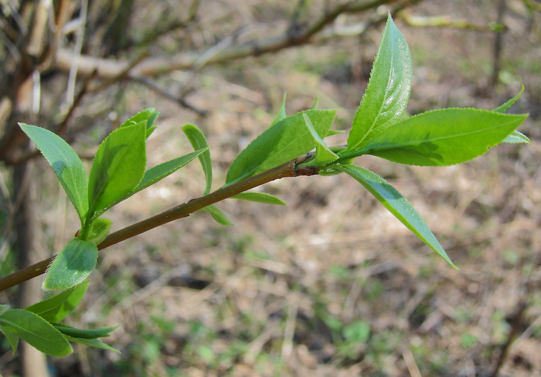 Изображение особи Salix &times; meyeriana.