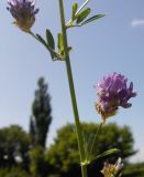 Medicago sativa. Часть побега с соцветиями. Украина, Луганская обл., долина р. Луганчик возле пгт Новосветловка. 06.07.2011.