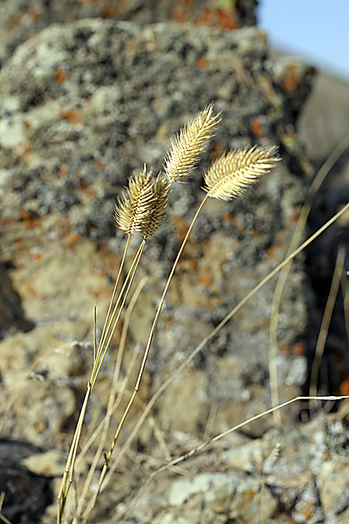 Изображение особи Agropyron cristatum.