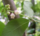 Symphoricarpos albus var. laevigatus