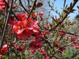 Chaenomeles speciosa. Ветви с цветками (cv. Kermesina). Крым, Ялта. 05.04.2009.