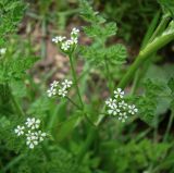 Anthriscus caucalis. Часть побега с соцветиями. Краснодарский край, Кущёвский р-н, станица Шкуринская, пустыри. 08.05.2009.