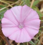 Convolvulus althaeoides ssp. tenuissimus