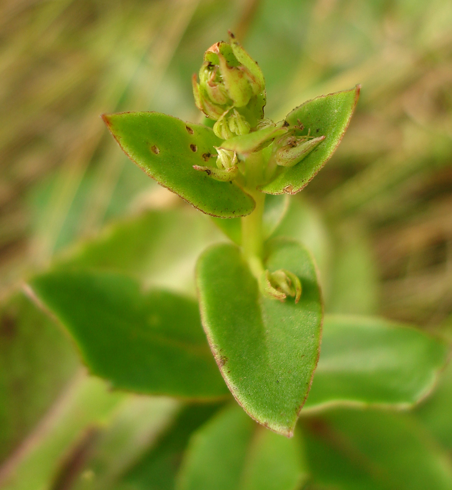 Изображение особи Hylotelephium stepposum.