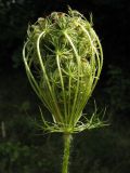 Daucus carota