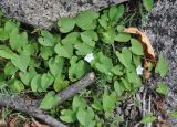 Ipomoea obscura. Цветущее растение. Сокотра, вади Айхафт. 05.01.2014.