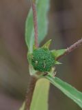 Eclipta prostrata