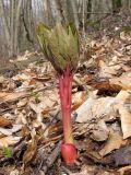 Paeonia caucasica. Вегетирующее растение. Краснодарский край, Новороссийский р-н, гора Рябкова, дубово-грабовый лес. 09.03.2014.