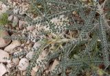 Astragalus sieberi