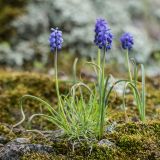 Muscari armeniacum. Цветущие растения. Ставропольский край, Бештаугорский заказник, на скальном выступе. 04.05.2014.