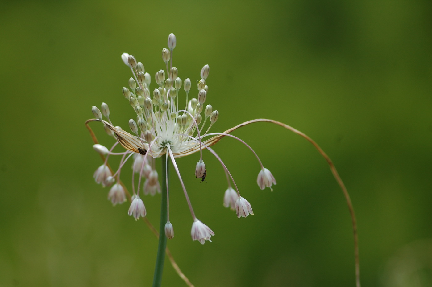 Изображение особи Allium podolicum.