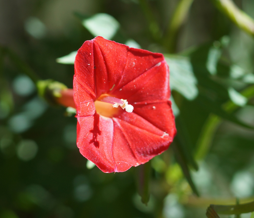 Изображение особи Ipomoea &times; multifida.