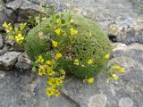 Draba bryoides