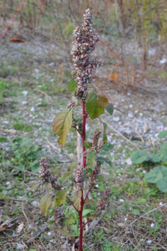 Изображение особи Amaranthus retroflexus.