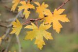 Liquidambar orientalis. Листья в осенней окраске. Черноморское побережье Кавказа, г. Сочи, Лазаревский р-н, микр. Уч-Дере, Субтропический Ботанический Сад Кубани, в культуре. 11 декабря 2014 г.