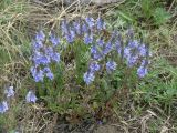 Veronica prostrata