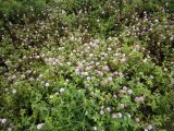 Trifolium pratense. Цветущие растения. Приморский край, о. Русский, дубово-мелкоплодниковое редколесье, разнотравье. 01.08.2016.