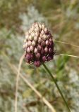 Allium sphaerocephalon