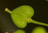 Cardaria draba