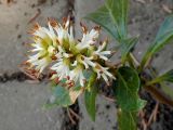 Pachysandra terminalis