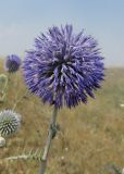 Echinops ruthenicus. Верхушка побега с соцветием. Крым, Арабатская стрелка, с. Соляное, обочина. 23 июля 2017 г.