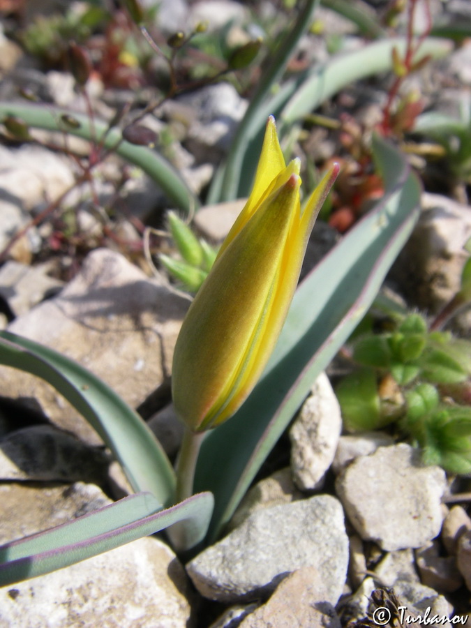 Изображение особи Tulipa sylvestris.
