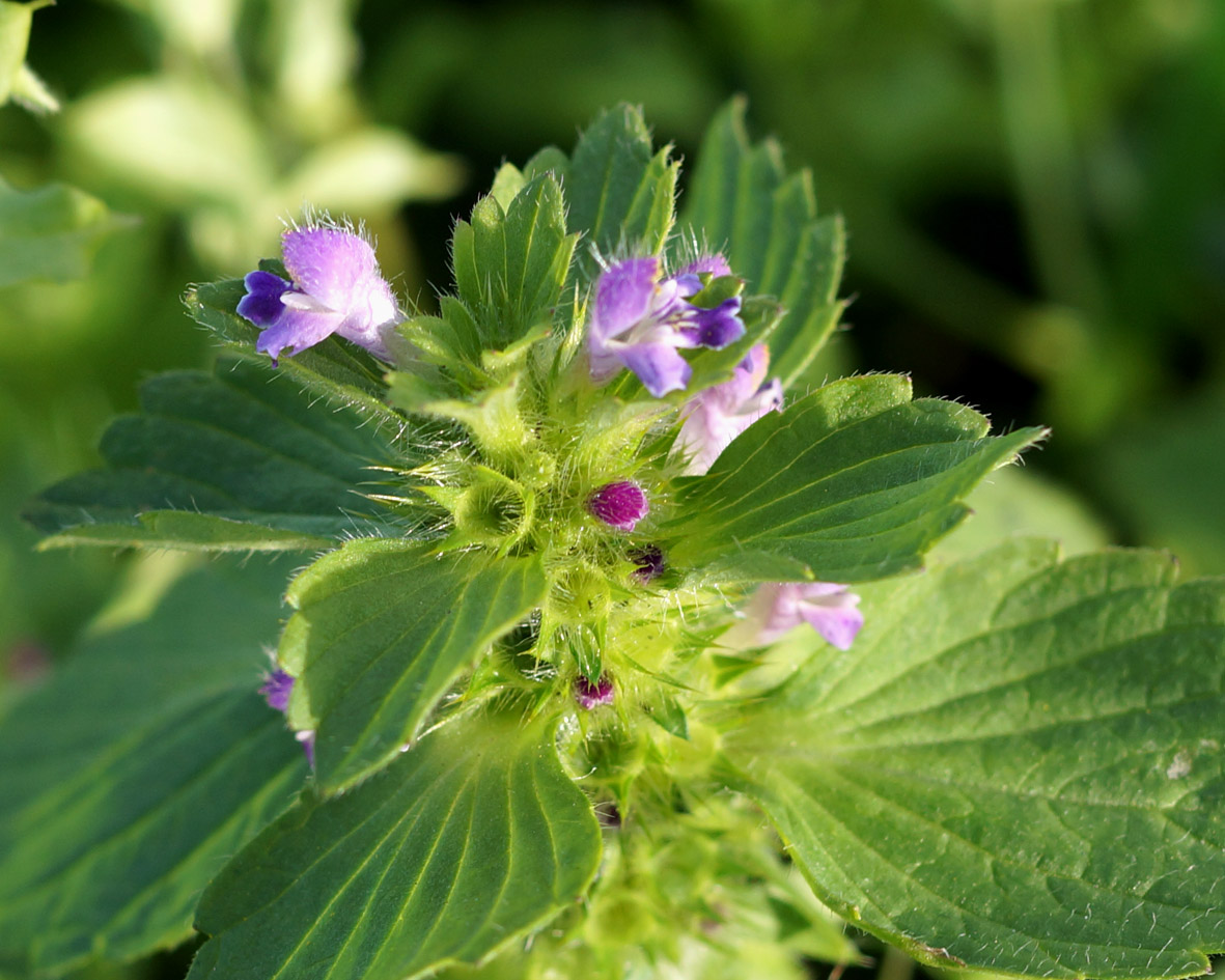 Изображение особи Galeopsis bifida.