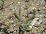 Astragalus asterias. Соплодие. Дагестан, г. о. Махачкала, окр. с. Талги, склон горы. 15.05.2018.