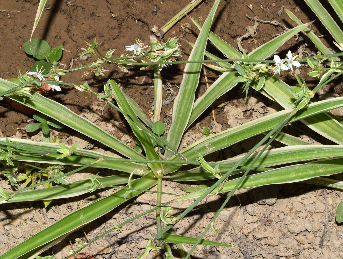 Изображение особи Chlorophytum comosum.