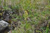 Dactylorhiza viridis