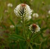 Trifolium montanum. Соцветие. Чувашия, окр. г. Шумерля, пойма р. Сура, Наватские пески. 3 июня 2008 г.