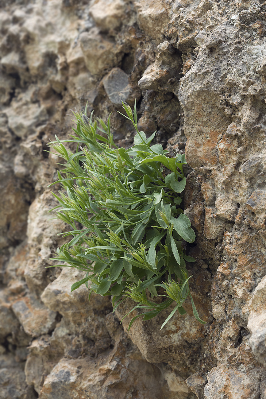 Изображение особи Campanula lehmanniana.