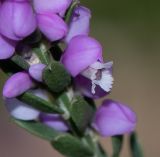 Muraltia spinosa