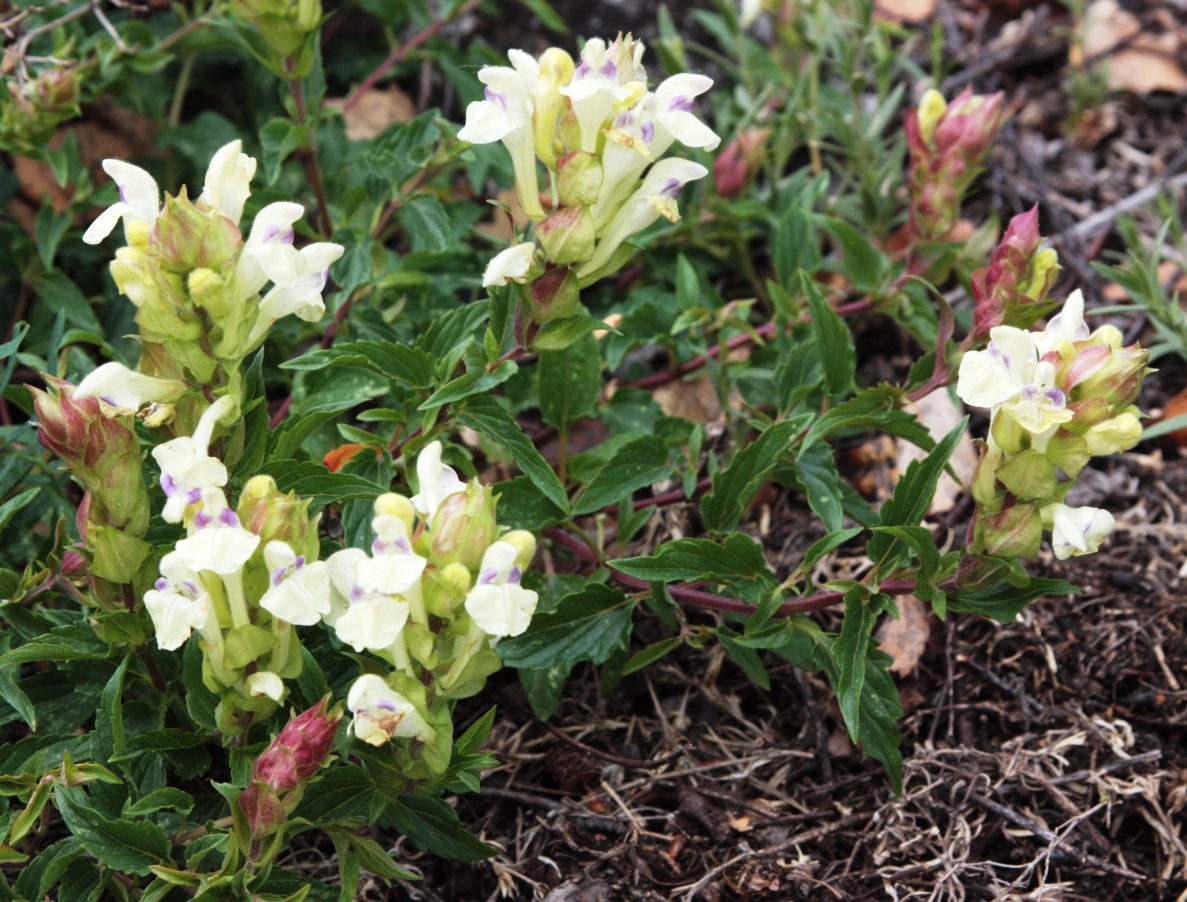 Изображение особи Scutellaria supina.