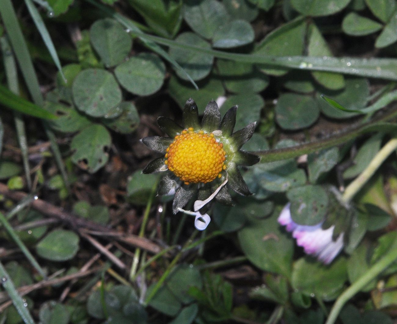 Изображение особи Bellis perennis.