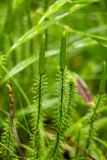 Lycopodium annotinum