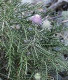 Lamyra echinocephala. Верхушка побега с развивающимися соцветиями. Краснодарский край, м/о г. Геленджик, окр. пос. Прасковеевка, Черноморское побережье Кавказа, вблизи скалы Парус. 15.08.2018.