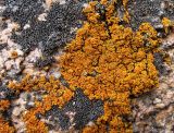 Xanthoria rutilans