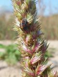 Amaranthus retroflexus. Часть соплодия с питающимся насекомым. Марий Эл, г. Йошкар-Ола, высокий берег р. Малая Кокшага, песчаный участок. 10.09.2018.