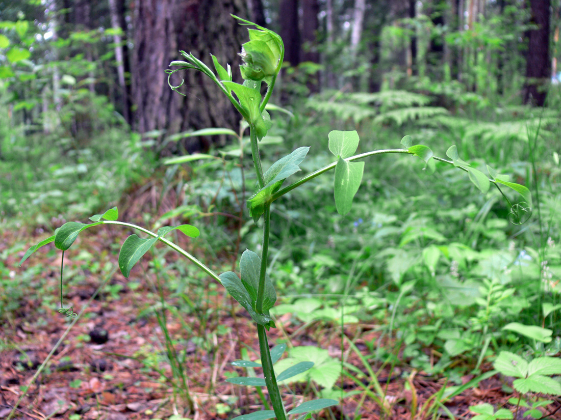 Изображение особи Lathyrus pisiformis.