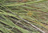 Cyperus marginatus