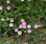 Convolvulus arvensis